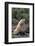 Antarctic Fur Seal-DLILLC-Framed Photographic Print