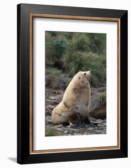 Antarctic Fur Seal-DLILLC-Framed Photographic Print