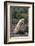 Antarctic Fur Seal-DLILLC-Framed Photographic Print