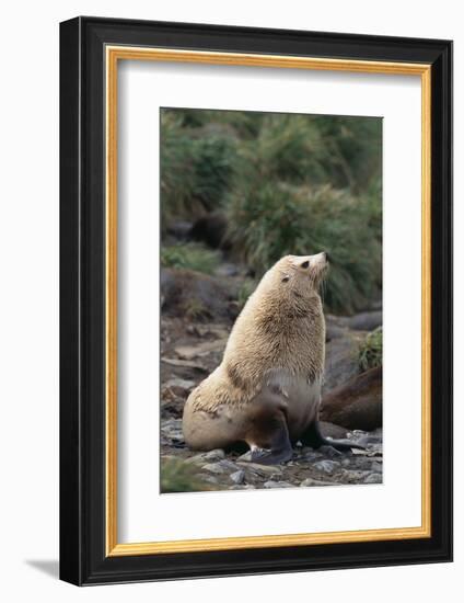 Antarctic Fur Seal-DLILLC-Framed Photographic Print