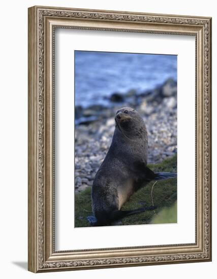 Antarctic Fur Seal-DLILLC-Framed Photographic Print