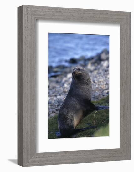 Antarctic Fur Seal-DLILLC-Framed Photographic Print