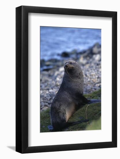 Antarctic Fur Seal-DLILLC-Framed Photographic Print