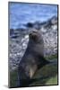 Antarctic Fur Seal-DLILLC-Mounted Photographic Print