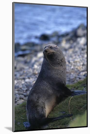 Antarctic Fur Seal-DLILLC-Mounted Photographic Print