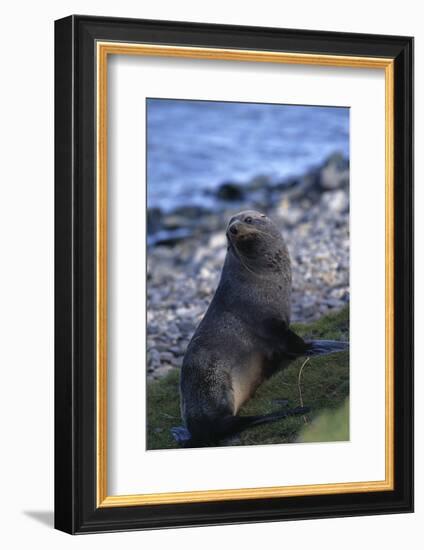 Antarctic Fur Seal-DLILLC-Framed Photographic Print