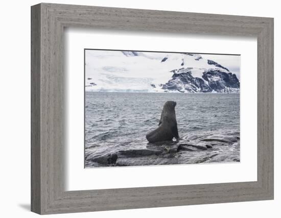 Antarctic fur seals (Arctocephalus gazella) colony, Coronation Island, South Orkney Islands, Antarc-Michael Runkel-Framed Photographic Print