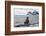 Antarctic fur seals (Arctocephalus gazella) colony, Coronation Island, South Orkney Islands, Antarc-Michael Runkel-Framed Photographic Print