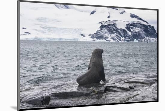 Antarctic fur seals (Arctocephalus gazella) colony, Coronation Island, South Orkney Islands, Antarc-Michael Runkel-Mounted Photographic Print