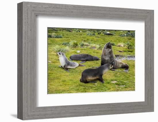 Antarctic fur seals (Arctocephalus gazella), Grytviken, South Georgia, Antarctica-Michael Runkel-Framed Photographic Print