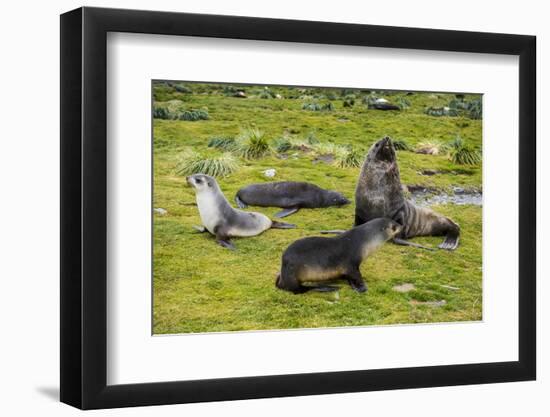 Antarctic fur seals (Arctocephalus gazella), Grytviken, South Georgia, Antarctica-Michael Runkel-Framed Photographic Print