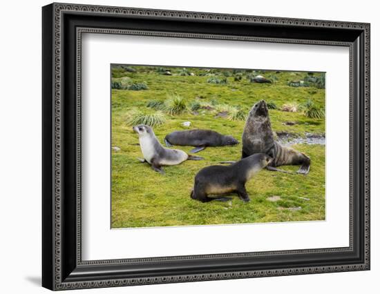 Antarctic fur seals (Arctocephalus gazella), Grytviken, South Georgia, Antarctica-Michael Runkel-Framed Photographic Print