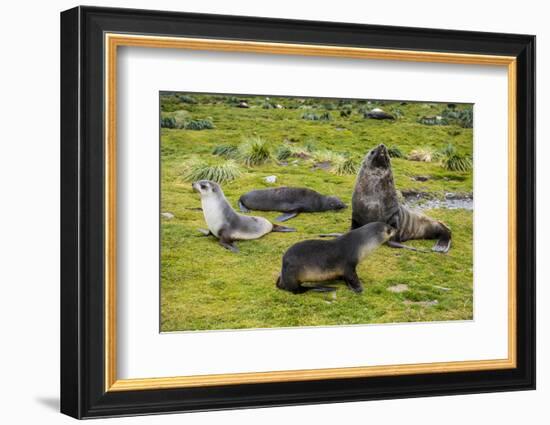 Antarctic fur seals (Arctocephalus gazella), Grytviken, South Georgia, Antarctica-Michael Runkel-Framed Photographic Print