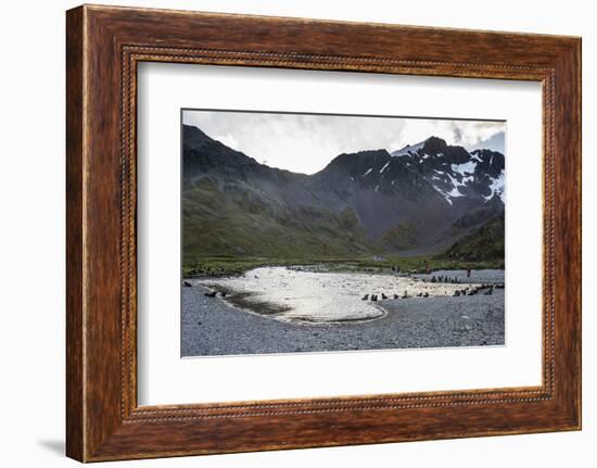 Antarctic fur seals (Arctocephalus gazella), Ocean Harbour, South Georgia, Antarctica, Polar Region-Michael Runkel-Framed Photographic Print