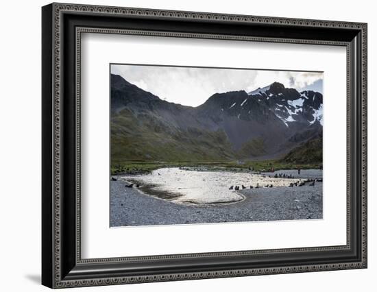 Antarctic fur seals (Arctocephalus gazella), Ocean Harbour, South Georgia, Antarctica, Polar Region-Michael Runkel-Framed Photographic Print