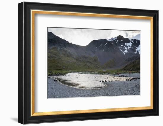 Antarctic fur seals (Arctocephalus gazella), Ocean Harbour, South Georgia, Antarctica, Polar Region-Michael Runkel-Framed Photographic Print