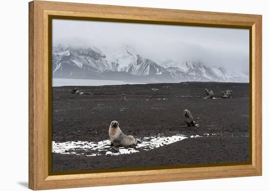 Antarctic fur seals (Arctocephalus gazella) on the beach, Deception Island, Antarctica, Polar Regio-Sergio Pitamitz-Framed Premier Image Canvas