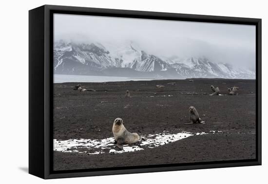 Antarctic fur seals (Arctocephalus gazella) on the beach, Deception Island, Antarctica, Polar Regio-Sergio Pitamitz-Framed Premier Image Canvas