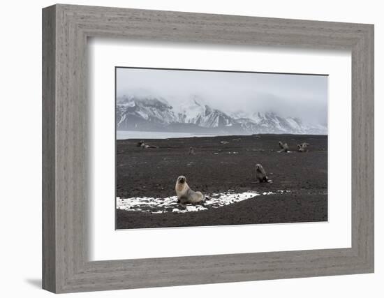 Antarctic fur seals (Arctocephalus gazella) on the beach, Deception Island, Antarctica, Polar Regio-Sergio Pitamitz-Framed Photographic Print