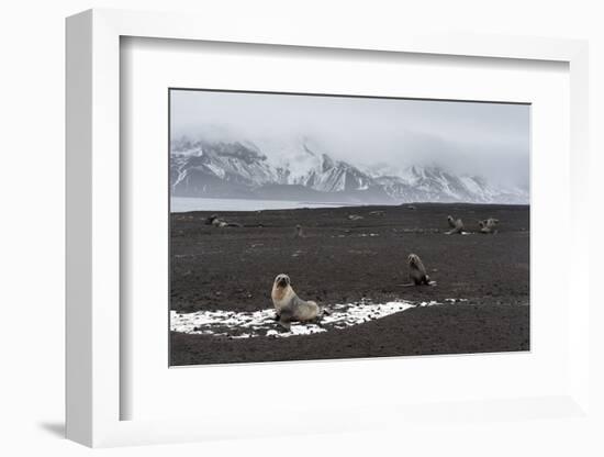 Antarctic fur seals (Arctocephalus gazella) on the beach, Deception Island, Antarctica, Polar Regio-Sergio Pitamitz-Framed Photographic Print