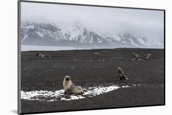 Antarctic fur seals (Arctocephalus gazella) on the beach, Deception Island, Antarctica, Polar Regio-Sergio Pitamitz-Mounted Photographic Print