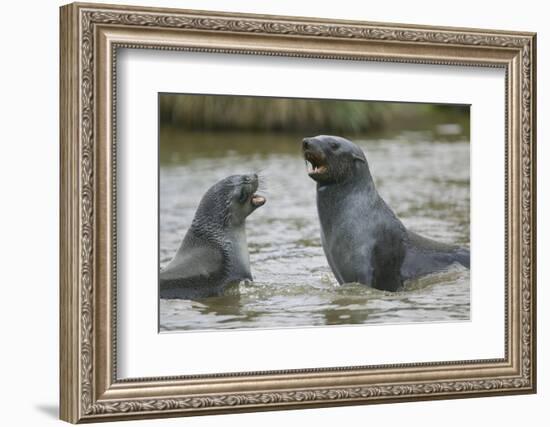 Antarctic Fur Seals Playing in Shallow Water-DLILLC-Framed Photographic Print