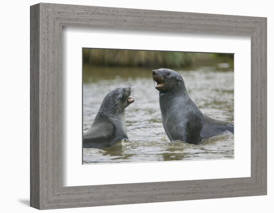 Antarctic Fur Seals Playing in Shallow Water-DLILLC-Framed Photographic Print