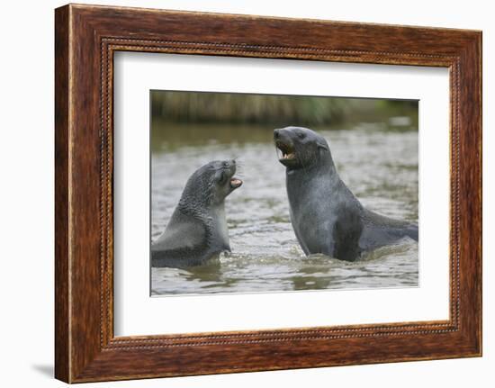 Antarctic Fur Seals Playing in Shallow Water-DLILLC-Framed Photographic Print