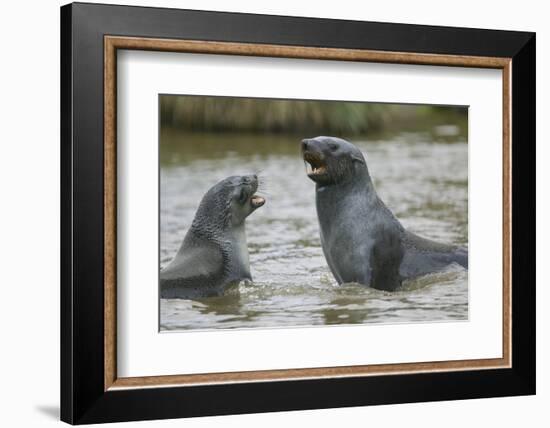 Antarctic Fur Seals Playing in Shallow Water-DLILLC-Framed Photographic Print