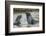 Antarctic Fur Seals Playing in Shallow Water-DLILLC-Framed Photographic Print