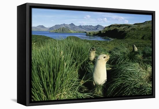 Antarctic Fur Seals Relaxing in Tussock Grass-Paul Souders-Framed Premier Image Canvas