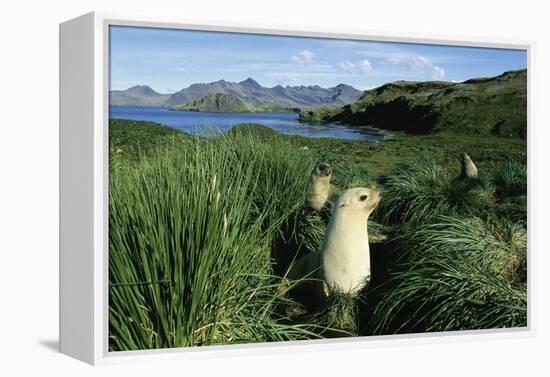 Antarctic Fur Seals Relaxing in Tussock Grass-Paul Souders-Framed Premier Image Canvas