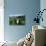 Antarctic Fur Seals Relaxing in Tussock Grass-Paul Souders-Photographic Print displayed on a wall