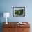 Antarctic Fur Seals Relaxing in Tussock Grass-Paul Souders-Framed Photographic Print displayed on a wall