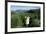 Antarctic Fur Seals Relaxing in Tussock Grass-Paul Souders-Framed Photographic Print