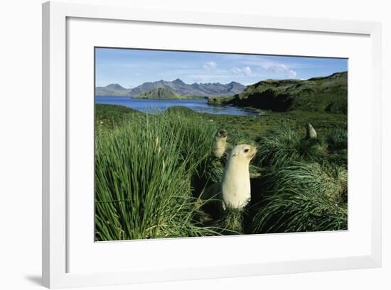 Antarctic Fur Seals Relaxing in Tussock Grass-Paul Souders-Framed Photographic Print