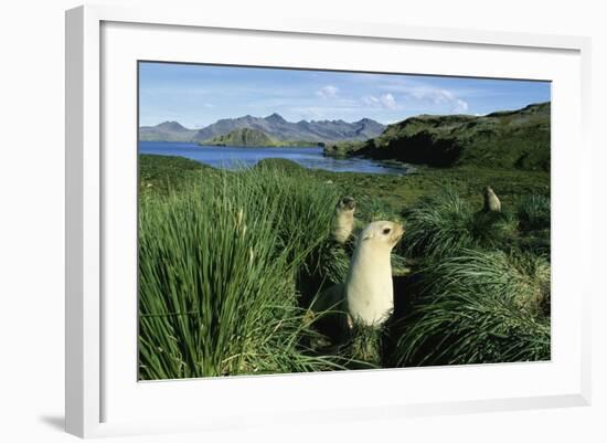 Antarctic Fur Seals Relaxing in Tussock Grass-Paul Souders-Framed Photographic Print