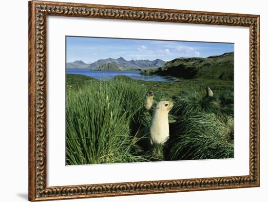 Antarctic Fur Seals Relaxing in Tussock Grass-Paul Souders-Framed Photographic Print