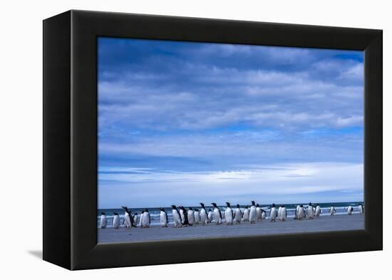 Antarctic, Gentoo penguin group-George Theodore-Framed Premier Image Canvas