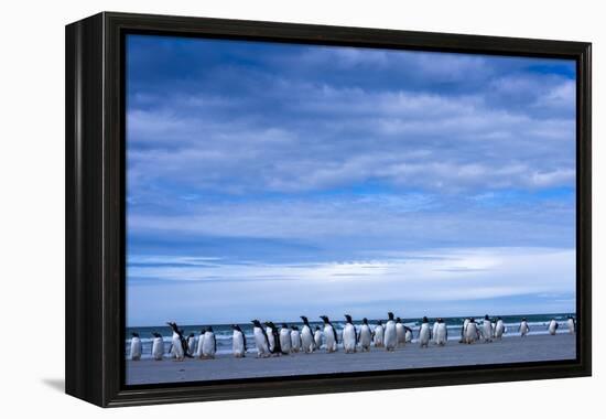 Antarctic, Gentoo penguin group-George Theodore-Framed Premier Image Canvas