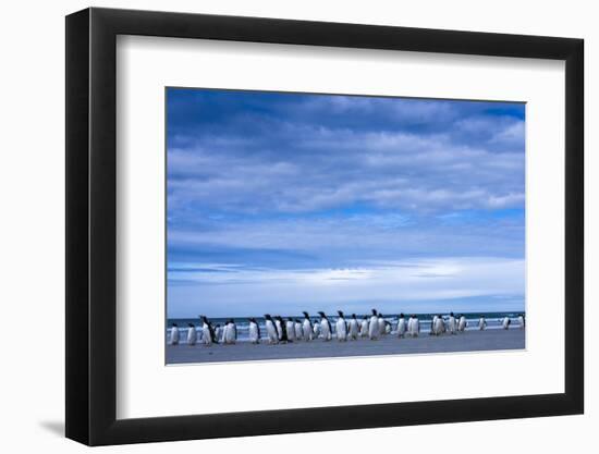 Antarctic, Gentoo penguin group-George Theodore-Framed Photographic Print