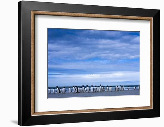 Antarctic, Gentoo penguin group-George Theodore-Framed Photographic Print