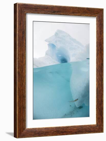 Antarctic Iceberg with Krill, Split View-Louise Murray-Framed Photographic Print