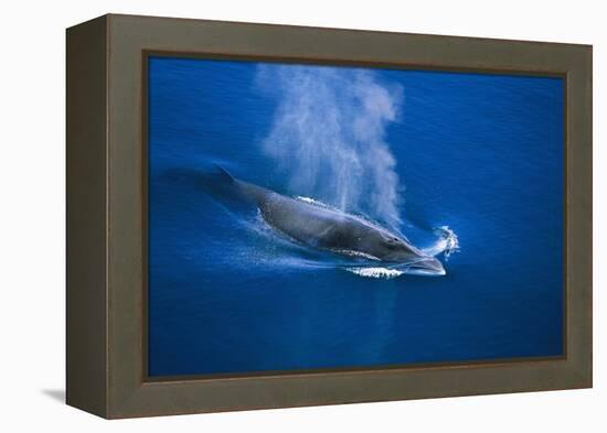 Antarctic Minke Whale Surfacing-null-Framed Premier Image Canvas