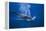Antarctic Minke Whale Surfacing-null-Framed Premier Image Canvas