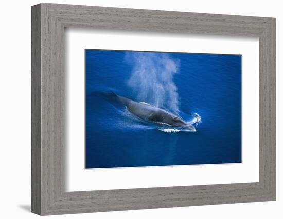 Antarctic Minke Whale Surfacing-null-Framed Photographic Print