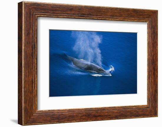 Antarctic Minke Whale Surfacing-null-Framed Photographic Print