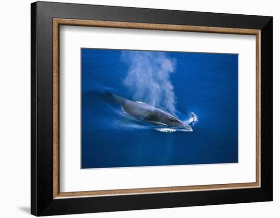 Antarctic Minke Whale Surfacing-null-Framed Photographic Print