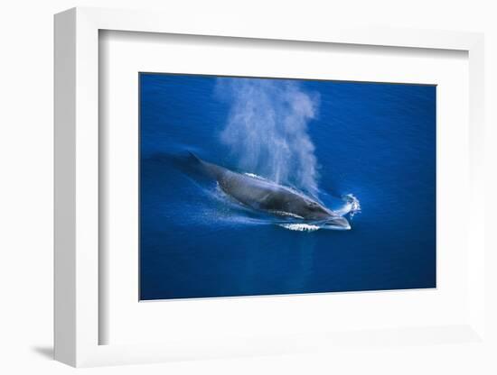 Antarctic Minke Whale Surfacing-null-Framed Photographic Print