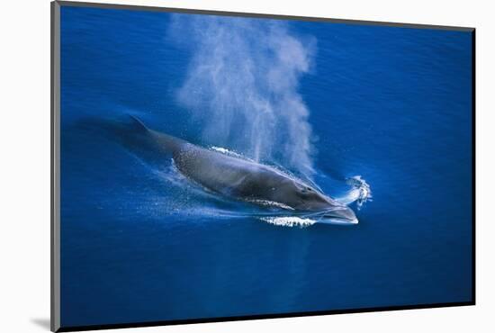 Antarctic Minke Whale Surfacing-null-Mounted Photographic Print